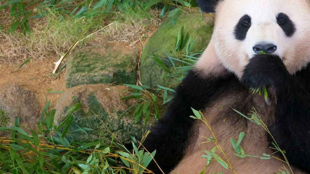 Rückkehr der Großen Pandas aus Japan nach China