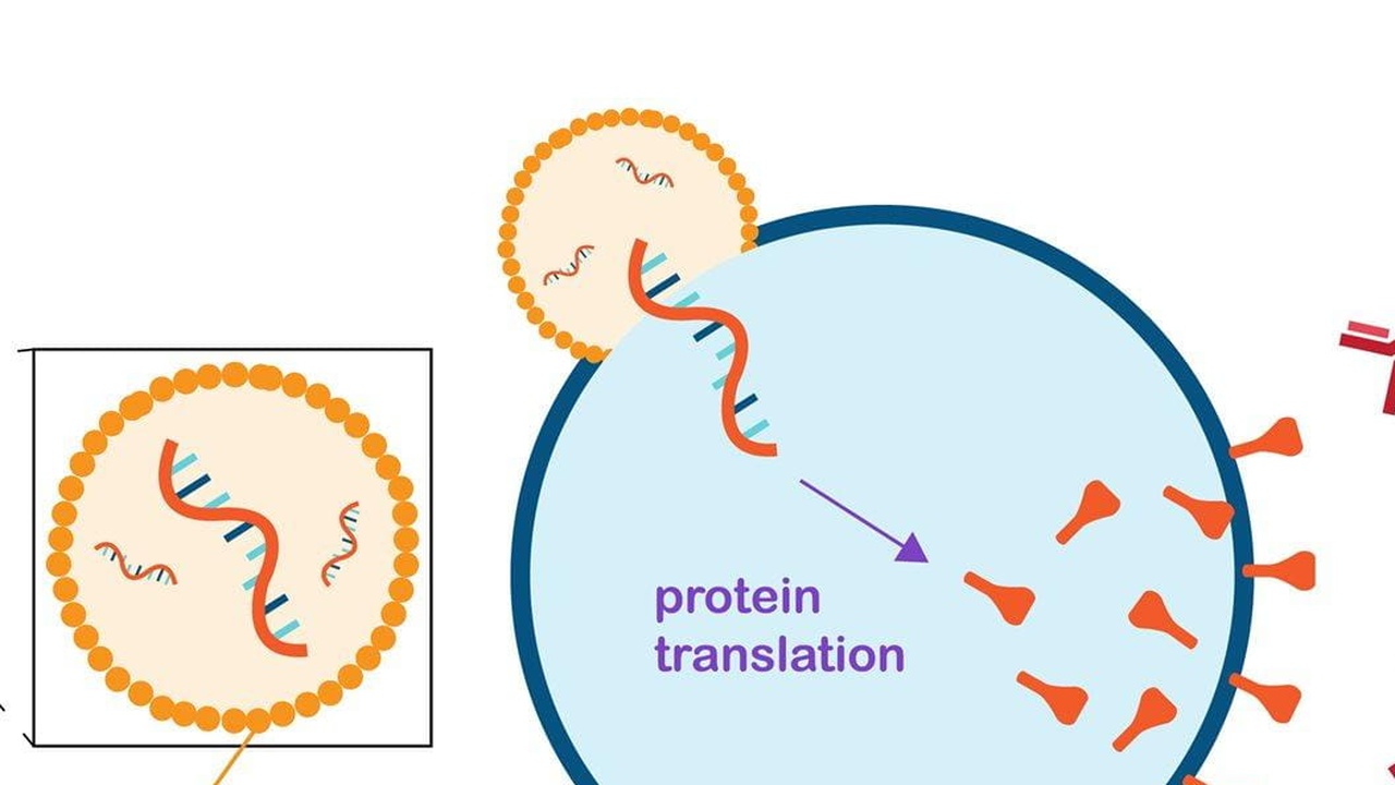 Pfizer-mRNA-Impfung kann auf Partner übertragen werden