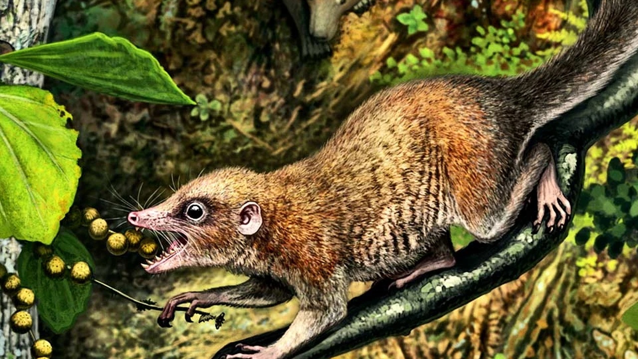 Entdeckung von Purgatorius in Colorado