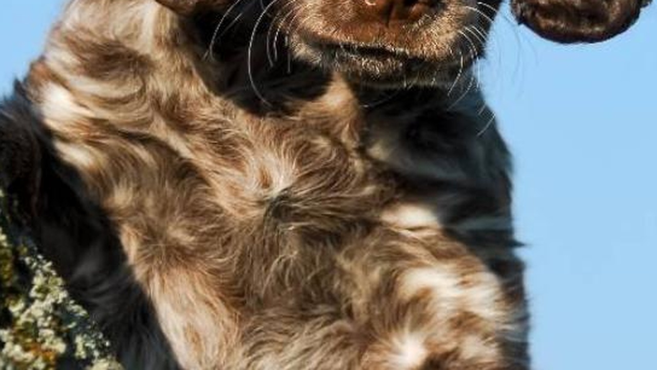 Lehrerin in Berlin-Dahlem wird ihre Kinder wegen angeblicher "Hundewelpen-Identität" aus der Schule werfen